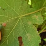 Peronospora vite Jesi 1280
