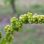 Peronospora-vite_Friuli_1280