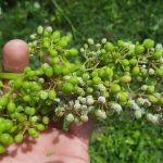 Peronospora_vite_Piemonte_1280