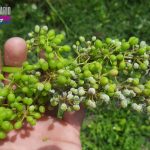 Peronospora_vite_Piemonte_1280