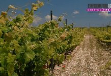 Sostenibilità in vigneto, le scelte aziendali