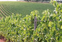 Peronospora al Centro-sud: strategie efficaci per produzioni di qualità