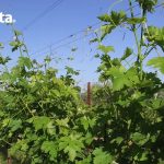 Copertina video peronospora 20 maggio