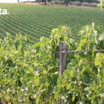Video 27 maggio 2020