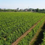 Sito OV 2021 Friuli 2