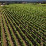 Bolgheri 2022 sito
