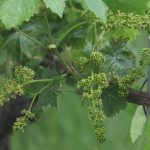 Video Piemonte img